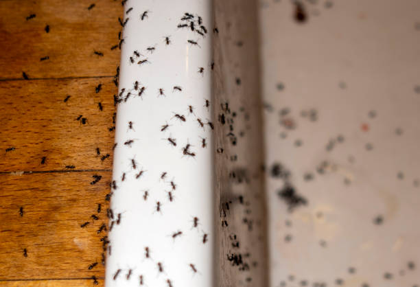 Best Pest Control for Restaurants  in Shamokin, PA